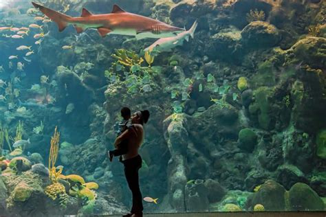 12 Best Aquariums in Florida You Shouldn’t Miss.